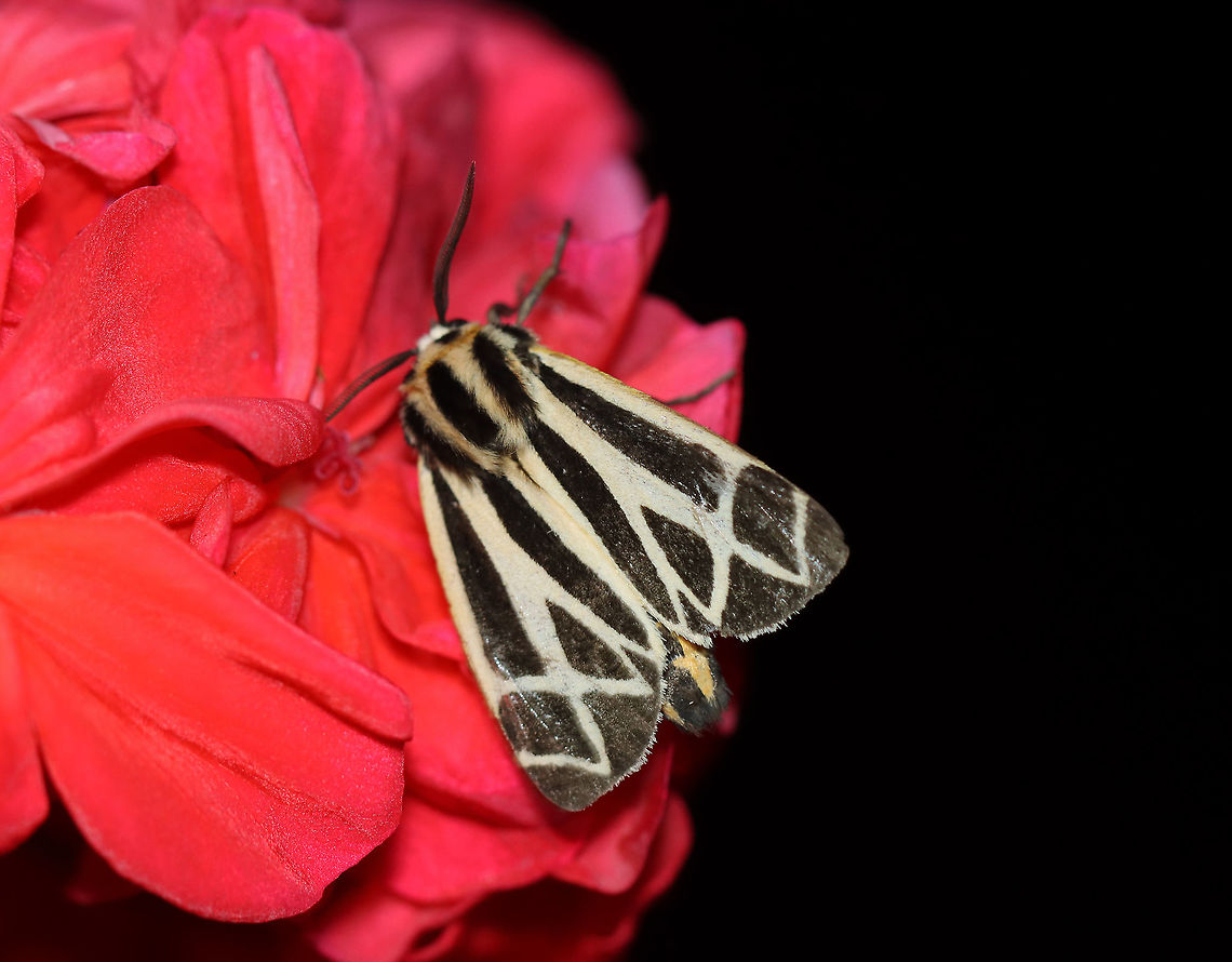Harnessed Tiger Moth - Apantesis phalerata TL: ~ 18 mm. Somewhat variable lines on FW. Hosts: clover, corn, and dandelion<br />
<br />
Habitat: Attracted to a 365 nm LED light (and geraniums)<br />
<br />
2021(d) Apantesis,Apantesis phalerata,Erebidae,Geotagged,Harnessed tiger moth,Summer,United States,moth
