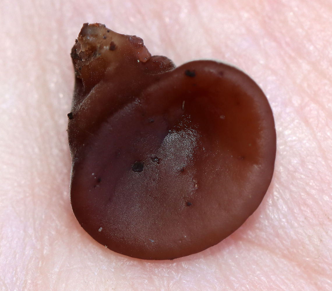 Fungus - Auriculariaceae - Auricularia americana/Auricularia angiospermarum Habitat: Rotting hardwood; mixed forest<br />
<figure class="photo"><a href="https://www.jungledragon.com/image/120692/fungus_-_auriculariaceae_-_auricularia_americanaauricularia_angiospermarum.html" title="Fungus - Auriculariaceae - Auricularia americana/Auricularia angiospermarum"><img src="https://s3.amazonaws.com/media.jungledragon.com/images/3232/120692_thumb.jpg?AWSAccessKeyId=05GMT0V3GWVNE7GGM1R2&Expires=1769040010&Signature=IRWK3brz5tYt6fxE3ACWfK81tEE%3D" width="200" height="176" alt="Fungus - Auriculariaceae - Auricularia americana/Auricularia angiospermarum Habitat: Rotting hardwood; mixed forest<br />
https://www.jungledragon.com/image/120692/fungus_-_auriculariaceae.html<br />
https://www.jungledragon.com/image/120694/fungus_-_auriculariaceae.html<br />
https://www.jungledragon.com/image/120693/fungus_-_auriculariaceae.html Auricularia angiospermarum,Fall,Geotagged,United States" /></a></figure><br />
<figure class="photo"><a href="https://www.jungledragon.com/image/120694/fungus_-_auriculariaceae_-_auricularia_americanaauricularia_angiospermarum.html" title="Fungus - Auriculariaceae - Auricularia americana/Auricularia angiospermarum"><img src="https://s3.amazonaws.com/media.jungledragon.com/images/3232/120694_thumb.jpg?AWSAccessKeyId=05GMT0V3GWVNE7GGM1R2&Expires=1769040010&Signature=rw7lZ8BTr%2BzPR9GxQfVcTST7TIM%3D" width="200" height="146" alt="Fungus - Auriculariaceae - Auricularia americana/Auricularia angiospermarum Habitat: Rotting hardwood; mixed forest<br />
https://www.jungledragon.com/image/120692/fungus_-_auriculariaceae.html<br />
https://www.jungledragon.com/image/120694/fungus_-_auriculariaceae.html<br />
https://www.jungledragon.com/image/120693/fungus_-_auriculariaceae.html Auricularia angiospermarum,Fall,Geotagged,United States" /></a></figure><br />
<figure class="photo"><a href="https://www.jungledragon.com/image/120693/fungus_-_auriculariaceae_-_auricularia_americanaauricularia_angiospermarum.html" title="Fungus - Auriculariaceae - Auricularia americana/Auricularia angiospermarum"><img src="https://s3.amazonaws.com/media.jungledragon.com/images/3232/120693_thumb.jpg?AWSAccessKeyId=05GMT0V3GWVNE7GGM1R2&Expires=1769040010&Signature=RgXPsYrDGv71WF6vkJgMVM7VhJw%3D" width="200" height="148" alt="Fungus - Auriculariaceae - Auricularia americana/Auricularia angiospermarum **I'm not sure what the current taxonomy for this species is, but will update if needed.<br />
<br />
Habitat: Rotting hardwood; mixed forest<br />
https://www.jungledragon.com/image/120692/fungus_-_auriculariaceae.html<br />
https://www.jungledragon.com/image/120694/fungus_-_auriculariaceae.html<br />
https://www.jungledragon.com/image/120693/fungus_-_auriculariaceae.html Auricularia,Auricularia americana,Auricularia angiospermarum,Auriculariaceae,Fall,Geotagged,United States,fungus" /></a></figure> Auricularia angiospermarum,Fall,Geotagged,United States