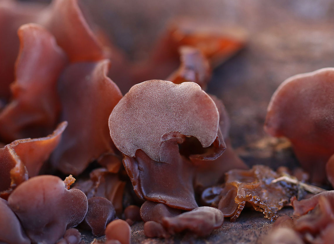 Fungus - Auriculariaceae - Auricularia americana/Auricularia angiospermarum **I'm not sure what the current taxonomy for this species is, but will update if needed.<br />
<br />
Habitat: Rotting hardwood; mixed forest<br />
<figure class="photo"><a href="https://www.jungledragon.com/image/120692/fungus_-_auriculariaceae_-_auricularia_americanaauricularia_angiospermarum.html" title="Fungus - Auriculariaceae - Auricularia americana/Auricularia angiospermarum"><img src="https://s3.amazonaws.com/media.jungledragon.com/images/3232/120692_thumb.jpg?AWSAccessKeyId=05GMT0V3GWVNE7GGM1R2&Expires=1770854410&Signature=yzjDJCPwot7GrHnqkIiV96jFxok%3D" width="200" height="176" alt="Fungus - Auriculariaceae - Auricularia americana/Auricularia angiospermarum Habitat: Rotting hardwood; mixed forest<br />
https://www.jungledragon.com/image/120692/fungus_-_auriculariaceae.html<br />
https://www.jungledragon.com/image/120694/fungus_-_auriculariaceae.html<br />
https://www.jungledragon.com/image/120693/fungus_-_auriculariaceae.html Auricularia angiospermarum,Fall,Geotagged,United States" /></a></figure><br />
<figure class="photo"><a href="https://www.jungledragon.com/image/120694/fungus_-_auriculariaceae_-_auricularia_americanaauricularia_angiospermarum.html" title="Fungus - Auriculariaceae - Auricularia americana/Auricularia angiospermarum"><img src="https://s3.amazonaws.com/media.jungledragon.com/images/3232/120694_thumb.jpg?AWSAccessKeyId=05GMT0V3GWVNE7GGM1R2&Expires=1770854410&Signature=fEXjYt3tfnvY1T0Qd7uE2TJCEdQ%3D" width="200" height="146" alt="Fungus - Auriculariaceae - Auricularia americana/Auricularia angiospermarum Habitat: Rotting hardwood; mixed forest<br />
https://www.jungledragon.com/image/120692/fungus_-_auriculariaceae.html<br />
https://www.jungledragon.com/image/120694/fungus_-_auriculariaceae.html<br />
https://www.jungledragon.com/image/120693/fungus_-_auriculariaceae.html Auricularia angiospermarum,Fall,Geotagged,United States" /></a></figure><br />
<figure class="photo"><a href="https://www.jungledragon.com/image/120693/fungus_-_auriculariaceae_-_auricularia_americanaauricularia_angiospermarum.html" title="Fungus - Auriculariaceae - Auricularia americana/Auricularia angiospermarum"><img src="https://s3.amazonaws.com/media.jungledragon.com/images/3232/120693_thumb.jpg?AWSAccessKeyId=05GMT0V3GWVNE7GGM1R2&Expires=1770854410&Signature=KKs0UBz7VwZPMK2R3KXCb7nUwzI%3D" width="200" height="148" alt="Fungus - Auriculariaceae - Auricularia americana/Auricularia angiospermarum **I'm not sure what the current taxonomy for this species is, but will update if needed.<br />
<br />
Habitat: Rotting hardwood; mixed forest<br />
https://www.jungledragon.com/image/120692/fungus_-_auriculariaceae.html<br />
https://www.jungledragon.com/image/120694/fungus_-_auriculariaceae.html<br />
https://www.jungledragon.com/image/120693/fungus_-_auriculariaceae.html Auricularia,Auricularia americana,Auricularia angiospermarum,Auriculariaceae,Fall,Geotagged,United States,fungus" /></a></figure> Auricularia,Auricularia americana,Auricularia angiospermarum,Auriculariaceae,Fall,Geotagged,United States,fungus