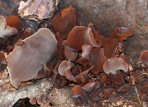 Fungus - Auriculariaceae - Auricularia americana/Auricularia angiospermarum Habitat: Rotting hardwood; mixed forest
https://www.jungledragon.com/image/120692/fungus_-_auriculariaceae.html
https://www.jungledragon.com/image/120694/fungus_-_auriculariaceae.html
https://www.jungledragon.com/image/120693/fungus_-_auriculariaceae.html Auricularia angiospermarum,Fall,Geotagged,United States