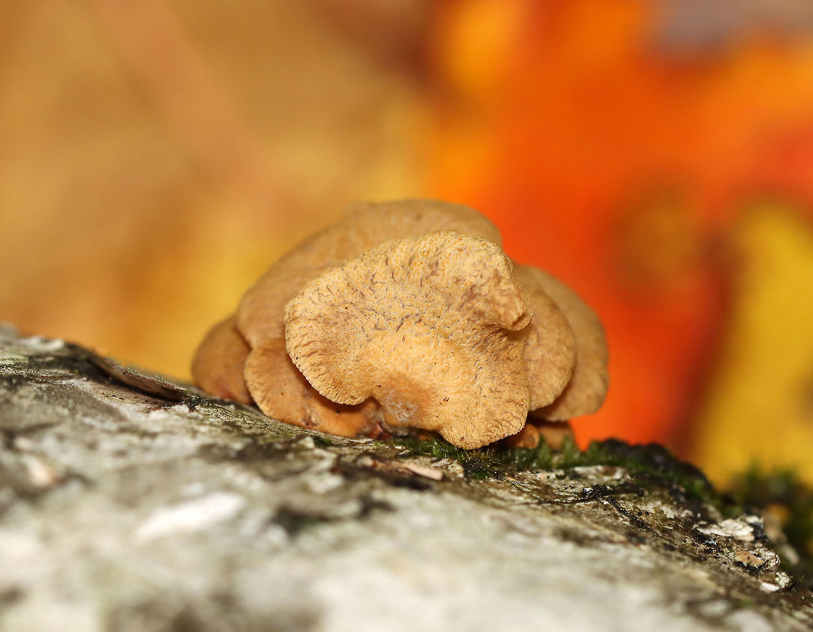 Bitter Oyster - Panellus stipticus Habitat: Growing in clusters on rotting wood in a mixed forest<br />
<figure class="photo"><a href="https://www.jungledragon.com/image/120697/bitter_oyster_-_panellus_stipticus.html" title="Bitter Oyster - Panellus stipticus"><img src="https://s3.amazonaws.com/media.jungledragon.com/images/3232/120697_thumb.jpg?AWSAccessKeyId=05GMT0V3GWVNE7GGM1R2&Expires=1759968010&Signature=5axT2lW260r7DkZAIbEn6ZJD3Vw%3D" width="200" height="156" alt="Bitter Oyster - Panellus stipticus Habitat: Growing in clusters on rotting wood in a mixed forest<br />
https://www.jungledragon.com/image/120697/bitter_oyster_-_panellus_stipticus.html<br />
https://www.jungledragon.com/image/120699/bitter_oyster_-_panellus_stipticus.html<br />
https://www.jungledragon.com/image/120698/bitter_oyster_-_panellus_stipticus.html Bitter oyster,Fall,Geotagged,Mycenaceae,Panellus stipticus,United States,fungus,mushroom,oyster,panellus" /></a></figure><br />
<figure class="photo"><a href="https://www.jungledragon.com/image/120699/bitter_oyster_-_panellus_stipticus.html" title="Bitter Oyster - Panellus stipticus"><img src="https://s3.amazonaws.com/media.jungledragon.com/images/3232/120699_thumb.jpg?AWSAccessKeyId=05GMT0V3GWVNE7GGM1R2&Expires=1759968010&Signature=koxzpdVyDD8nJa5UZeobD5YDoi4%3D" width="200" height="168" alt="Bitter Oyster - Panellus stipticus Habitat: Growing in clusters on rotting wood in a mixed forest<br />
https://www.jungledragon.com/image/120697/bitter_oyster_-_panellus_stipticus.html<br />
https://www.jungledragon.com/image/120699/bitter_oyster_-_panellus_stipticus.html<br />
https://www.jungledragon.com/image/120698/bitter_oyster_-_panellus_stipticus.html Bitter oyster,Fall,Geotagged,Panellus stipticus,United States" /></a></figure><br />
<figure class="photo"><a href="https://www.jungledragon.com/image/120698/bitter_oyster_-_panellus_stipticus.html" title="Bitter Oyster - Panellus stipticus"><img src="https://s3.amazonaws.com/media.jungledragon.com/images/3232/120698_thumb.jpg?AWSAccessKeyId=05GMT0V3GWVNE7GGM1R2&Expires=1759968010&Signature=887AwsCK0ppIlwEyCTPsa9i8rXQ%3D" width="200" height="144" alt="Bitter Oyster - Panellus stipticus Habitat: Growing in clusters on rotting wood in a mixed forest<br />
https://www.jungledragon.com/image/120697/bitter_oyster_-_panellus_stipticus.html<br />
https://www.jungledragon.com/image/120699/bitter_oyster_-_panellus_stipticus.html<br />
https://www.jungledragon.com/image/120698/bitter_oyster_-_panellus_stipticus.html Bitter oyster,Fall,Geotagged,Panellus stipticus,United States" /></a></figure> Bitter oyster,Fall,Geotagged,Mycenaceae,Panellus stipticus,United States,fungus,mushroom,oyster,panellus
