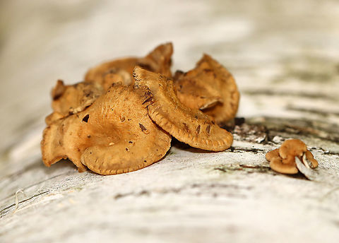 Bitter Oyster - Panellus stipticus Habitat: Growing in clusters on rotting wood in a mixed forest
https://www.jungledragon.com/image/120697/bitter_oyster_-_panellus_stipticus.html
https://www.jungledragon.com/image/120699/bitter_oyster_-_panellus_stipticus.html
https://www.jungledragon.com/image/120698/bitter_oyster_-_panellus_stipticus.html Bitter oyster,Fall,Geotagged,Panellus stipticus,United States