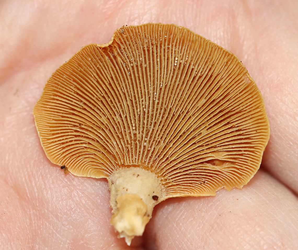 Bitter Oyster - Panellus stipticus Habitat: Growing in clusters on rotting wood in a mixed forest<br />
<figure class="photo"><a href="https://www.jungledragon.com/image/120697/bitter_oyster_-_panellus_stipticus.html" title="Bitter Oyster - Panellus stipticus"><img src="https://s3.amazonaws.com/media.jungledragon.com/images/3232/120697_thumb.jpg?AWSAccessKeyId=05GMT0V3GWVNE7GGM1R2&Expires=1769040010&Signature=uT7CPRowAZRd%2Ft%2FCq1SVuFOf0tg%3D" width="200" height="156" alt="Bitter Oyster - Panellus stipticus Habitat: Growing in clusters on rotting wood in a mixed forest<br />
https://www.jungledragon.com/image/120697/bitter_oyster_-_panellus_stipticus.html<br />
https://www.jungledragon.com/image/120699/bitter_oyster_-_panellus_stipticus.html<br />
https://www.jungledragon.com/image/120698/bitter_oyster_-_panellus_stipticus.html Bitter oyster,Fall,Geotagged,Mycenaceae,Panellus stipticus,United States,fungus,mushroom,oyster,panellus" /></a></figure><br />
<figure class="photo"><a href="https://www.jungledragon.com/image/120699/bitter_oyster_-_panellus_stipticus.html" title="Bitter Oyster - Panellus stipticus"><img src="https://s3.amazonaws.com/media.jungledragon.com/images/3232/120699_thumb.jpg?AWSAccessKeyId=05GMT0V3GWVNE7GGM1R2&Expires=1769040010&Signature=iNmjncMUlTznfpNZFQOl26a4XdY%3D" width="200" height="168" alt="Bitter Oyster - Panellus stipticus Habitat: Growing in clusters on rotting wood in a mixed forest<br />
https://www.jungledragon.com/image/120697/bitter_oyster_-_panellus_stipticus.html<br />
https://www.jungledragon.com/image/120699/bitter_oyster_-_panellus_stipticus.html<br />
https://www.jungledragon.com/image/120698/bitter_oyster_-_panellus_stipticus.html Bitter oyster,Fall,Geotagged,Panellus stipticus,United States" /></a></figure><br />
<figure class="photo"><a href="https://www.jungledragon.com/image/120698/bitter_oyster_-_panellus_stipticus.html" title="Bitter Oyster - Panellus stipticus"><img src="https://s3.amazonaws.com/media.jungledragon.com/images/3232/120698_thumb.jpg?AWSAccessKeyId=05GMT0V3GWVNE7GGM1R2&Expires=1769040010&Signature=om0qj02qo%2F4b9XNn1NCpjxmUa%2Bk%3D" width="200" height="144" alt="Bitter Oyster - Panellus stipticus Habitat: Growing in clusters on rotting wood in a mixed forest<br />
https://www.jungledragon.com/image/120697/bitter_oyster_-_panellus_stipticus.html<br />
https://www.jungledragon.com/image/120699/bitter_oyster_-_panellus_stipticus.html<br />
https://www.jungledragon.com/image/120698/bitter_oyster_-_panellus_stipticus.html Bitter oyster,Fall,Geotagged,Panellus stipticus,United States" /></a></figure> Bitter oyster,Fall,Geotagged,Panellus stipticus,United States