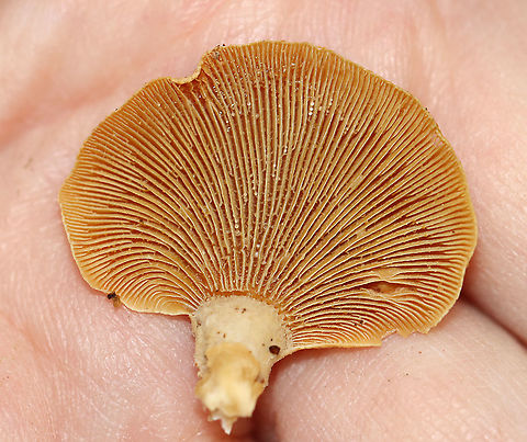 Bitter Oyster - Panellus stipticus Habitat: Growing in clusters on rotting wood in a mixed forest
https://www.jungledragon.com/image/120697/bitter_oyster_-_panellus_stipticus.html
https://www.jungledragon.com/image/120699/bitter_oyster_-_panellus_stipticus.html
https://www.jungledragon.com/image/120698/bitter_oyster_-_panellus_stipticus.html Bitter oyster,Fall,Geotagged,Panellus stipticus,United States