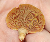 Bitter Oyster - Panellus stipticus Habitat: Growing in clusters on rotting wood in a mixed forest<br />
https://www.jungledragon.com/image/120697/bitter_oyster_-_panellus_stipticus.html<br />
https://www.jungledragon.com/image/120699/bitter_oyster_-_panellus_stipticus.html<br />
https://www.jungledragon.com/image/120698/bitter_oyster_-_panellus_stipticus.html Bitter oyster,Fall,Geotagged,Panellus stipticus,United States