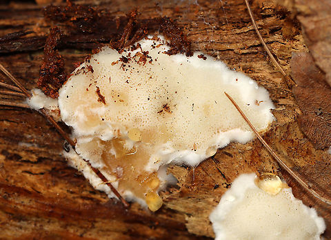 Fungus - Polyporales, Fomitopsidaceae Maybe Postia sp.? 

Habitat: Rotting wood (maybe Pinus sp.) in a mixed forest Fall,Geotagged,United States,fungus,polypore