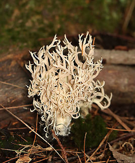 Crested Coral Fungus - Clavulina coralloides Habitat: It was growing next to rotting wood in a mixed (mostly pine) forest, along the edge of a swamp. Agaricomycetes,Clavulina,Clavulina cristata,Geotagged,Summer,United States,White coral fungus,coral fungus,crested coral fungus,fungus,mushroom,swamp