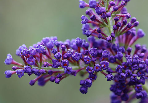 Butterfly Bush - Buddleja davidii Habitat: Rural garden Buddleja,Buddleja davidii,Butterfly-bush,Geotagged,Summer,United States,butterfly bush,orange eye,summer lilac