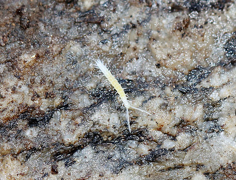 Garden Symphylan - Scutigerella immaculata TL: ~ 5 mm. White, segmented body with each segment bearing a set of legs. It has long antennae and no eyes. Garden symphylans can be found in humid leaf litter or humus-rich soil. They are super fast and very flexible, which helps them evade predators.

Fun facts: Females pick up sperm that the males deposit and then store it in their mouths! When she "lays" an egg, she has to basically spit the sperm out and then smear it on the egg. 

Habitat: Under a rock; mixed forest Geotagged,Myriapoda,Scutigerella,Scutigerella immaculata,Scutigerellidae,Summer,Symphylan,United States,garden symphylan,glasshouse symphylid