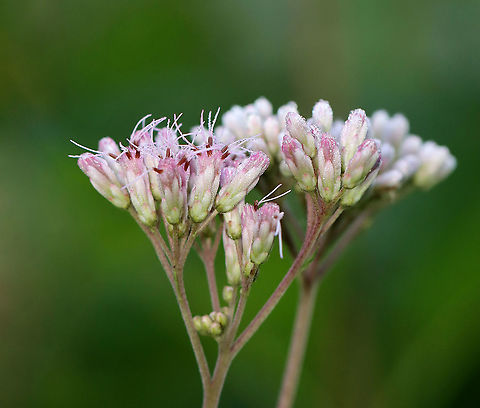 Sweet Joe-Pye weed