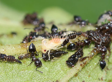 Treehopper Nymphs (Publilia concava) Being Tended by Ants I found several clusters of treehopper nymphs and ants on Joe-pye weed (Eutrochium purpureum) leaves this morning.  This cluster caught my attention though because the ants were going crazy over the pale nymph, which I assumed had just molted. There were about a dozen ants fighting over that one treehopper, whilst ignoring the others.

Habitat: Rural garden
https://www.jungledragon.com/image/120760/treehopper_nymphs_publilia_concava_being_tended_by_ants.html
https://www.jungledragon.com/image/120762/treehopper_nymphs_publilia_concava_being_tended_by_ants.html
https://www.jungledragon.com/image/120761/treehopper_nymphs_publilia_concava_being_tended_by_ants.html Geotagged,Membracidae,Publilia,Publilia concava,Summer,United States,ant,mutualism,nymph,treehopper nymph