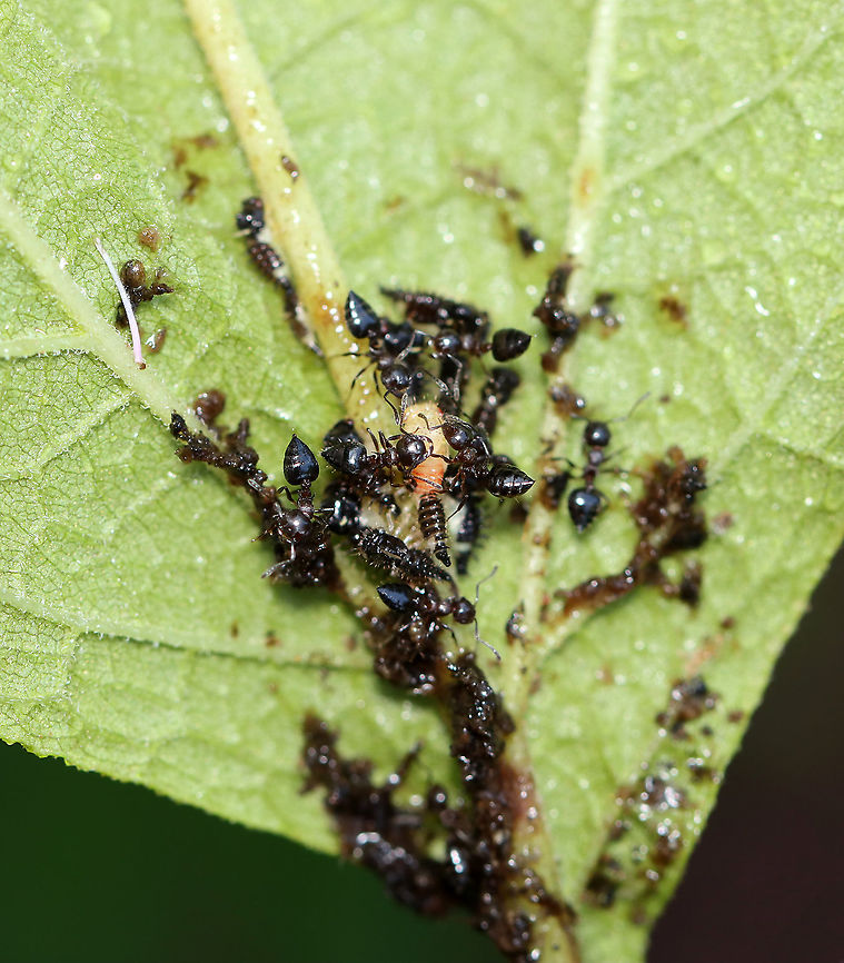 Treehopper Nymphs (Publilia concava) Being Tended by Ants I found several clusters of treehopper nymphs and ants on Joe-pye weed (Eutrochium purpureum) leaves this morning. This cluster caught my attention though because the ants were going crazy over the pale nymph, which I assumed had just molted. There were about a dozen ants fighting over that one treehopper, whilst ignoring the others.<br />
<br />
Habitat: Rural garden<br />
<figure class="photo"><a href="https://www.jungledragon.com/image/120760/treehopper_nymphs_publilia_concava_being_tended_by_ants.html" title="Treehopper Nymphs (Publilia concava) Being Tended by Ants"><img src="https://s3.amazonaws.com/media.jungledragon.com/images/3232/120760_thumb.jpg?AWSAccessKeyId=05GMT0V3GWVNE7GGM1R2&Expires=1767225610&Signature=sJjUfZk5mV8jLOtxpos6rQ18yT4%3D" width="200" height="148" alt="Treehopper Nymphs (Publilia concava) Being Tended by Ants I found several clusters of treehopper nymphs and ants on Joe-pye weed (Eutrochium purpureum) leaves this morning.  This cluster caught my attention though because the ants were going crazy over the pale nymph, which I assumed had just molted. There were about a dozen ants fighting over that one treehopper, whilst ignoring the others.<br />
<br />
Habitat: Rural garden<br />
https://www.jungledragon.com/image/120760/treehopper_nymphs_publilia_concava_being_tended_by_ants.html<br />
https://www.jungledragon.com/image/120762/treehopper_nymphs_publilia_concava_being_tended_by_ants.html<br />
https://www.jungledragon.com/image/120761/treehopper_nymphs_publilia_concava_being_tended_by_ants.html Geotagged,Membracidae,Publilia,Publilia concava,Summer,United States,ant,mutualism,nymph,treehopper nymph" /></a></figure><br />
<figure class="photo"><a href="https://www.jungledragon.com/image/120762/treehopper_nymphs_publilia_concava_being_tended_by_ants.html" title="Treehopper Nymphs (Publilia concava) Being Tended by Ants"><img src="https://s3.amazonaws.com/media.jungledragon.com/images/3232/120762_thumb.jpg?AWSAccessKeyId=05GMT0V3GWVNE7GGM1R2&Expires=1767225610&Signature=8ROIHp%2BoeKfKGNxd3UYm%2FjwXeFA%3D" width="200" height="146" alt="Treehopper Nymphs (Publilia concava) Being Tended by Ants I found several clusters of treehopper nymphs and ants on Joe-pye weed (Eutrochium purpureum) leaves this morning. This cluster caught my attention though because the ants were going crazy over the pale nymph, which I assumed had just molted. There were about a dozen ants fighting over that one treehopper, whilst ignoring the others.<br />
<br />
Habitat: Rural garden<br />
https://www.jungledragon.com/image/120760/treehopper_nymphs_publilia_concava_being_tended_by_ants.html<br />
https://www.jungledragon.com/image/120762/treehopper_nymphs_publilia_concava_being_tended_by_ants.html<br />
https://www.jungledragon.com/image/120761/treehopper_nymphs_publilia_concava_being_tended_by_ants.html Geotagged,Publilia concava,Summer,United States,ants,nymphs,treehopper,treehopper nymphs" /></a></figure><br />
<figure class="photo"><a href="https://www.jungledragon.com/image/120761/treehopper_nymphs_publilia_concava_being_tended_by_ants.html" title="Treehopper Nymphs (Publilia concava) Being Tended by Ants"><img src="https://s3.amazonaws.com/media.jungledragon.com/images/3232/120761_thumb.jpg?AWSAccessKeyId=05GMT0V3GWVNE7GGM1R2&Expires=1767225610&Signature=xXoe5w3BRkCeC%2FpD4MFkz%2Fv2LFI%3D" width="134" height="152" alt="Treehopper Nymphs (Publilia concava) Being Tended by Ants I found several clusters of treehopper nymphs and ants on Joe-pye weed (Eutrochium purpureum) leaves this morning. This cluster caught my attention though because the ants were going crazy over the pale nymph, which I assumed had just molted. There were about a dozen ants fighting over that one treehopper, whilst ignoring the others.<br />
<br />
Habitat: Rural garden<br />
https://www.jungledragon.com/image/120760/treehopper_nymphs_publilia_concava_being_tended_by_ants.html<br />
https://www.jungledragon.com/image/120762/treehopper_nymphs_publilia_concava_being_tended_by_ants.html<br />
https://www.jungledragon.com/image/120761/treehopper_nymphs_publilia_concava_being_tended_by_ants.html Geotagged,Publilia concava,Summer,United States" /></a></figure> Geotagged,Publilia concava,Summer,United States