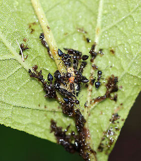 Treehopper Nymphs (Publilia concava) Being Tended by Ants I found several clusters of treehopper nymphs and ants on Joe-pye weed (Eutrochium purpureum) leaves this morning. This cluster caught my attention though because the ants were going crazy over the pale nymph, which I assumed had just molted. There were about a dozen ants fighting over that one treehopper, whilst ignoring the others.

Habitat: Rural garden
https://www.jungledragon.com/image/120760/treehopper_nymphs_publilia_concava_being_tended_by_ants.html
https://www.jungledragon.com/image/120762/treehopper_nymphs_publilia_concava_being_tended_by_ants.html
https://www.jungledragon.com/image/120761/treehopper_nymphs_publilia_concava_being_tended_by_ants.html Geotagged,Publilia concava,Summer,United States