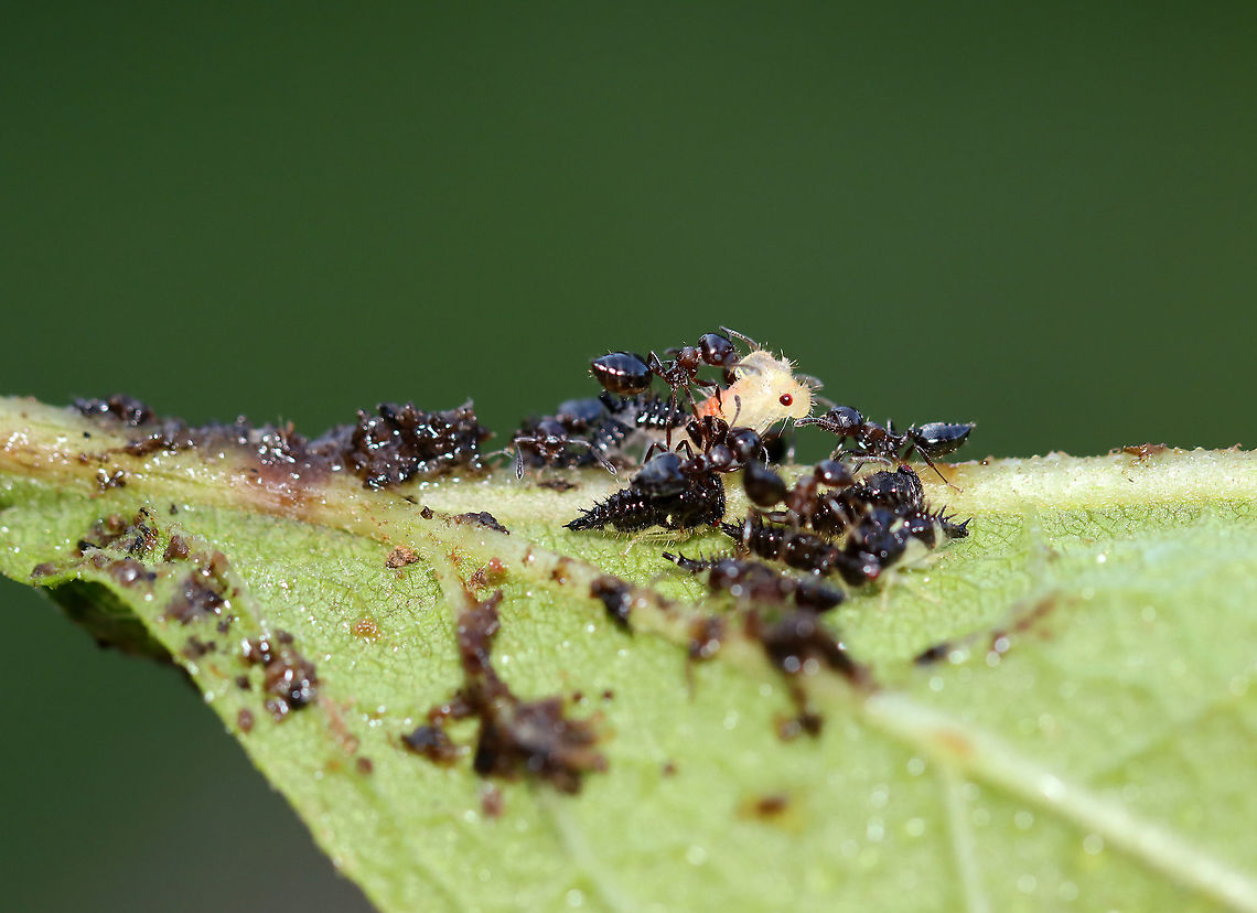 Treehopper Nymphs (Publilia concava) Being Tended by Ants I found several clusters of treehopper nymphs and ants on Joe-pye weed (Eutrochium purpureum) leaves this morning. This cluster caught my attention though because the ants were going crazy over the pale nymph, which I assumed had just molted. There were about a dozen ants fighting over that one treehopper, whilst ignoring the others.<br />
<br />
Habitat: Rural garden<br />
<figure class="photo"><a href="https://www.jungledragon.com/image/120760/treehopper_nymphs_publilia_concava_being_tended_by_ants.html" title="Treehopper Nymphs (Publilia concava) Being Tended by Ants"><img src="https://s3.amazonaws.com/media.jungledragon.com/images/3232/120760_thumb.jpg?AWSAccessKeyId=05GMT0V3GWVNE7GGM1R2&Expires=1767225610&Signature=sJjUfZk5mV8jLOtxpos6rQ18yT4%3D" width="200" height="148" alt="Treehopper Nymphs (Publilia concava) Being Tended by Ants I found several clusters of treehopper nymphs and ants on Joe-pye weed (Eutrochium purpureum) leaves this morning.  This cluster caught my attention though because the ants were going crazy over the pale nymph, which I assumed had just molted. There were about a dozen ants fighting over that one treehopper, whilst ignoring the others.<br />
<br />
Habitat: Rural garden<br />
https://www.jungledragon.com/image/120760/treehopper_nymphs_publilia_concava_being_tended_by_ants.html<br />
https://www.jungledragon.com/image/120762/treehopper_nymphs_publilia_concava_being_tended_by_ants.html<br />
https://www.jungledragon.com/image/120761/treehopper_nymphs_publilia_concava_being_tended_by_ants.html Geotagged,Membracidae,Publilia,Publilia concava,Summer,United States,ant,mutualism,nymph,treehopper nymph" /></a></figure><br />
<figure class="photo"><a href="https://www.jungledragon.com/image/120762/treehopper_nymphs_publilia_concava_being_tended_by_ants.html" title="Treehopper Nymphs (Publilia concava) Being Tended by Ants"><img src="https://s3.amazonaws.com/media.jungledragon.com/images/3232/120762_thumb.jpg?AWSAccessKeyId=05GMT0V3GWVNE7GGM1R2&Expires=1767225610&Signature=8ROIHp%2BoeKfKGNxd3UYm%2FjwXeFA%3D" width="200" height="146" alt="Treehopper Nymphs (Publilia concava) Being Tended by Ants I found several clusters of treehopper nymphs and ants on Joe-pye weed (Eutrochium purpureum) leaves this morning. This cluster caught my attention though because the ants were going crazy over the pale nymph, which I assumed had just molted. There were about a dozen ants fighting over that one treehopper, whilst ignoring the others.<br />
<br />
Habitat: Rural garden<br />
https://www.jungledragon.com/image/120760/treehopper_nymphs_publilia_concava_being_tended_by_ants.html<br />
https://www.jungledragon.com/image/120762/treehopper_nymphs_publilia_concava_being_tended_by_ants.html<br />
https://www.jungledragon.com/image/120761/treehopper_nymphs_publilia_concava_being_tended_by_ants.html Geotagged,Publilia concava,Summer,United States,ants,nymphs,treehopper,treehopper nymphs" /></a></figure><br />
<figure class="photo"><a href="https://www.jungledragon.com/image/120761/treehopper_nymphs_publilia_concava_being_tended_by_ants.html" title="Treehopper Nymphs (Publilia concava) Being Tended by Ants"><img src="https://s3.amazonaws.com/media.jungledragon.com/images/3232/120761_thumb.jpg?AWSAccessKeyId=05GMT0V3GWVNE7GGM1R2&Expires=1767225610&Signature=xXoe5w3BRkCeC%2FpD4MFkz%2Fv2LFI%3D" width="134" height="152" alt="Treehopper Nymphs (Publilia concava) Being Tended by Ants I found several clusters of treehopper nymphs and ants on Joe-pye weed (Eutrochium purpureum) leaves this morning. This cluster caught my attention though because the ants were going crazy over the pale nymph, which I assumed had just molted. There were about a dozen ants fighting over that one treehopper, whilst ignoring the others.<br />
<br />
Habitat: Rural garden<br />
https://www.jungledragon.com/image/120760/treehopper_nymphs_publilia_concava_being_tended_by_ants.html<br />
https://www.jungledragon.com/image/120762/treehopper_nymphs_publilia_concava_being_tended_by_ants.html<br />
https://www.jungledragon.com/image/120761/treehopper_nymphs_publilia_concava_being_tended_by_ants.html Geotagged,Publilia concava,Summer,United States" /></a></figure> Geotagged,Publilia concava,Summer,United States,ants,nymphs,treehopper,treehopper nymphs