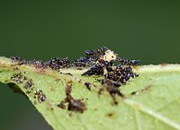 Treehopper Nymphs (Publilia concava) Being Tended by Ants I found several clusters of treehopper nymphs and ants on Joe-pye weed (Eutrochium purpureum) leaves this morning. This cluster caught my attention though because the ants were going crazy over the pale nymph, which I assumed had just molted. There were about a dozen ants fighting over that one treehopper, whilst ignoring the others.<br />
<br />
Habitat: Rural garden<br />
https://www.jungledragon.com/image/120760/treehopper_nymphs_publilia_concava_being_tended_by_ants.html<br />
https://www.jungledragon.com/image/120762/treehopper_nymphs_publilia_concava_being_tended_by_ants.html<br />
https://www.jungledragon.com/image/120761/treehopper_nymphs_publilia_concava_being_tended_by_ants.html Geotagged,Publilia concava,Summer,United States,ants,nymphs,treehopper,treehopper nymphs