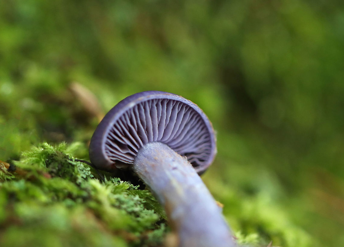 Spotted Cort - Cortinarius iodes A common species, but really beautiful.<br />
<br />
Habitat: Mixed forest Cortinarius,Cortinarius iodes,Geotagged,Spotted cort,Summer,United States,Viscid Violet Cort,fungus,mushroom