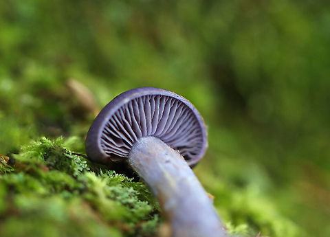 Spotted Cort - Cortinarius iodes A common species, but really beautiful.

Habitat: Mixed forest Cortinarius,Cortinarius iodes,Geotagged,Spotted cort,Summer,United States,Viscid Violet Cort,fungus,mushroom