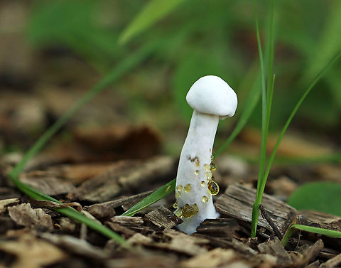Mushroom infected with the Bolete Eater (Hypomyces chrysospermus) In its early stages of growth, the mold forms a smooth layer of white mycelium over the mushroom and has a powdery texture.

The drops of liquid dripping from the pores are called guttation fluid. It consists of mainly water and is a by-product of rapid fungal growth. This liquid will evaporate if the infection is growing slowly, but when it grows quickly, the production of water exceeds the rate of evaporation.

Habitat: Growing in wood chips near the edge of a mixed forest Bolete eater,Geotagged,Hypomyces,Hypomyces chrysospermus,Parasitic Fungus,Summer,United States,fungus,guttation,mushroom