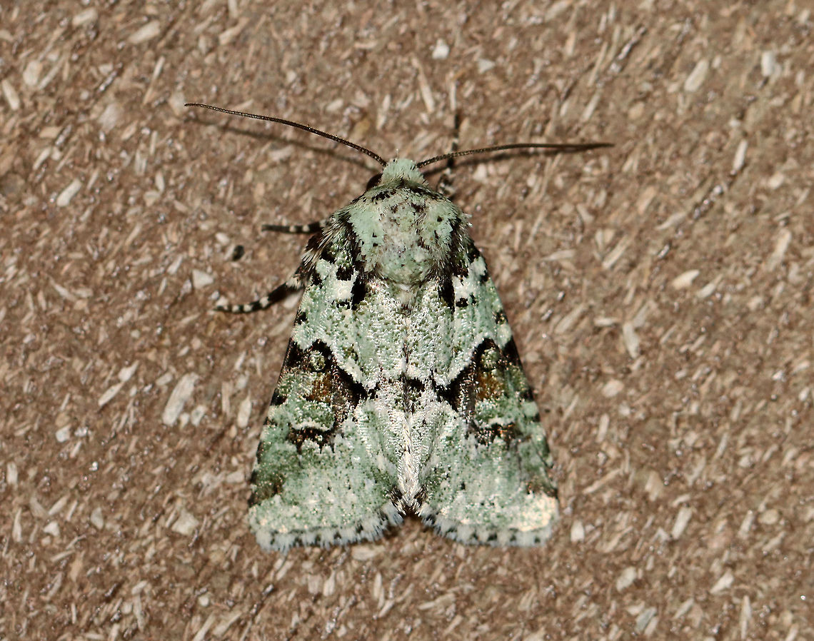 Implicit Arches Moth - Lacinipolia implicata TL: ~15 mm. Pale green FW with brown median area. Black AM and PM lines. Hosts: Herbs, dandelion, and dead leaves. Status: Uncommon.<br />
<br />
Habitat: Attracted to 365+395 nm LED lights in a semi-rural area<br />
<br />
2021(184) Geotagged,Implicit Arches Moth,Lacinipolia,Lacinipolia implicata,Noctuidae,Summer,United States,moth