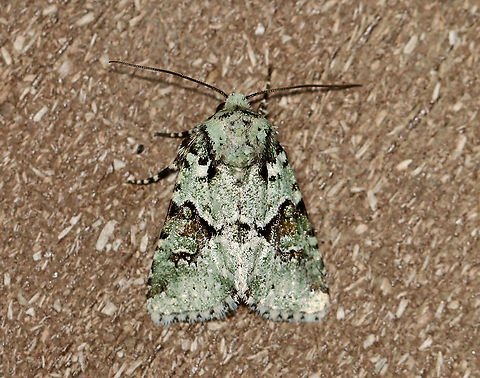 Implicit Arches Moth - Lacinipolia implicata TL: ~15 mm. Pale green FW with brown median area. Black AM and PM lines. Hosts: Herbs, dandelion, and dead leaves. Status: Uncommon.

Habitat: Attracted to 365+395 nm LED lights in a semi-rural area

2021(184) Geotagged,Implicit Arches Moth,Lacinipolia,Lacinipolia implicata,Noctuidae,Summer,United States,moth