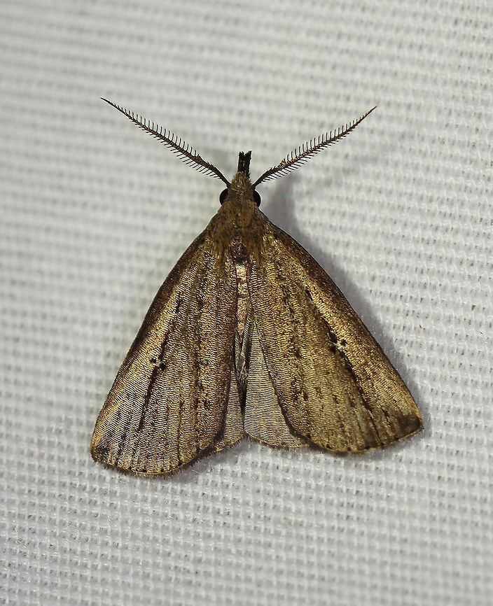 Bronzy Macrochilo - Macrochilo orciferalis TL: ~15 mm. Bronze-colored FW with streaks of brown along veins and a black line that cuts through orbicular and reniform spots. Hosts: Unknown. Status: Common.<br />
<br />
Habitat: Attracted to 365+395 nm LED lights in a semi-rural area<br />
<br />
2021(185) Chocolate Fan-foot,Erebidae,Geotagged,Macrochilo,Macrochilo orciferalis,Summer,United States,bronzy macrochilo,litter moth,moth