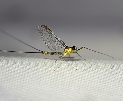 Flatheaded Mayfly (Male Imago) - Order Ephemeroptera, Family Heptageniidae, Heptagenia marginalis This gorgeous mayfly had a golden head, thorax, and tip of its abdomen.

Habitat: Habitat: Attracted to 365+395 nm LED lights in a semi-rural area
https://www.jungledragon.com/image/120789/mayfly_-_order_ephemeroptera_family_heptageniidae.html
 Ephemeroptera,Geotagged,Heptagenia,Heptagenia marginalis,Heptageniidae,Summer,United States,flatheaded mayfly,imago,male mayfly,mayfly,mayfly imago