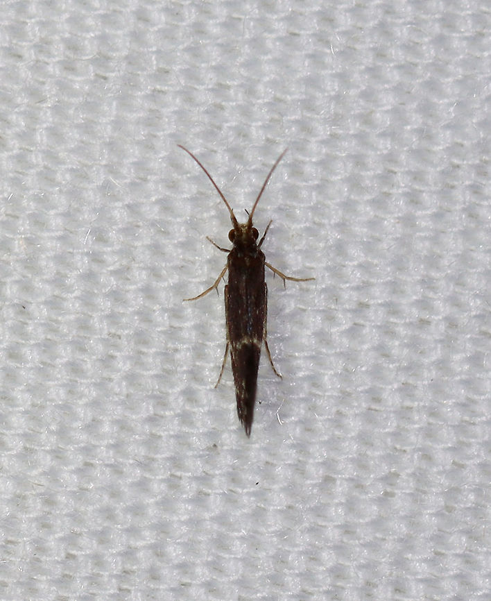 Saddle Case-Maker Caddisfly - Order Trichoptera, Family Glossosomatidae, Subfamily Protoptilinae There were 100&#039;s at my lights last night.<br />
<br />
Habitat: Attracted to a 365 + 395 nm LED light in a semi-rural area.<br />
<br />
<figure class="photo"><a href="https://www.jungledragon.com/image/120798/saddle_case-maker_caddisflies_-_order_trichoptera_family_glossosomatidae_subfamily_protoptilinae.html" title="Saddle Case-Maker Caddisflies - Order Trichoptera, Family Glossosomatidae, Subfamily Protoptilinae"><img src="https://s3.amazonaws.com/media.jungledragon.com/images/3232/120798_thumb.jpg?AWSAccessKeyId=05GMT0V3GWVNE7GGM1R2&Expires=1759968010&Signature=WdW5HU0giWID7uVNT53jbfMvNl8%3D" width="114" height="152" alt="Saddle Case-Maker Caddisflies - Order Trichoptera, Family Glossosomatidae, Subfamily Protoptilinae There were 100&#039;s at my lights last night.<br />
<br />
Habitat: Attracted to a 365 + 395 nm LED light in a semi-rural area.<br />
https://www.jungledragon.com/image/120797/caddisfly_-_trichoptera.html<br />
<br />
From a  different night:<br />
https://www.jungledragon.com/image/121053/saddle_case-maker_caddisflies_-_order_trichoptera_family_glossosomatidae_subfamily_protoptilinae.html<br />
https://www.jungledragon.com/image/121232/saddle_case-maker_caddisflies_-_order_trichoptera_family_glossosomatidae_subfamily_protoptilinae.html Geotagged,Glossosomatidae,Protoptilinae,Saddle Case-Maker,Saddle Case-Maker Caddisfly,Summer,Trichoptera,United States,caddisfly" /></a></figure><br />
<br />
From a  different night:<br />
<figure class="photo"><a href="https://www.jungledragon.com/image/121053/saddle_case-maker_caddisflies_-_order_trichoptera_family_glossosomatidae_subfamily_protoptilinae.html" title="Saddle Case-Maker Caddisflies - Order Trichoptera, Family Glossosomatidae, Subfamily Protoptilinae"><img src="https://s3.amazonaws.com/media.jungledragon.com/images/3232/121053_thumb.jpg?AWSAccessKeyId=05GMT0V3GWVNE7GGM1R2&Expires=1759968010&Signature=FmwXBwUzK7B6BI4MxN1LnbqT%2FB4%3D" width="118" height="152" alt="Saddle Case-Maker Caddisflies - Order Trichoptera, Family Glossosomatidae, Subfamily Protoptilinae I&#039;m adding this photo as it shows the profile of this caddisfly. There weren&#039;t as many as on previous nights, but still several dozen. I got a couple specimens that I will try to send for ID.<br />
<br />
Habitat: Attracted to a 365 + 395 nm LED light in a semi-rural area.<br />
<br />
From a different night:<br />
https://www.jungledragon.com/image/120798/saddle_case-maker_caddisflies_-_order_trichoptera_family_glossosomatidae_subfamily_protoptilinae.html<br />
https://www.jungledragon.com/image/120797/saddle_case-maker_caddisfly_-_order_trichoptera_family_glossosomatidae_subfamily_protoptilinae.html<br />
https://www.jungledragon.com/image/121232/saddle_case-maker_caddisflies_-_order_trichoptera_family_glossosomatidae_subfamily_protoptilinae.html Geotagged,Glossosomatidae,Protoptilinae,Saddle Case-Maker,Saddle Case-Maker Caddisfly,Summer,Trichoptera,United States,caddisfly" /></a></figure><br />
<figure class="photo"><a href="https://www.jungledragon.com/image/121232/saddle_case-maker_caddisflies_-_order_trichoptera_family_glossosomatidae_subfamily_protoptilinae.html" title="Saddle Case-Maker Caddisflies - Order Trichoptera, Family Glossosomatidae, Subfamily Protoptilinae"><img src="https://s3.amazonaws.com/media.jungledragon.com/images/3232/121232_thumb.jpg?AWSAccessKeyId=05GMT0V3GWVNE7GGM1R2&Expires=1759968010&Signature=YKYO%2B6ohFYYIeQccxZ2WR6UMof0%3D" width="200" height="160" alt="Saddle Case-Maker Caddisflies - Order Trichoptera, Family Glossosomatidae, Subfamily Protoptilinae Habitat: Attracted to a 365 + 395 nm LED light in a semi-rural area.<br />
<br />
From a different night:<br />
https://www.jungledragon.com/image/121053/saddle_case-maker_caddisflies_-_order_trichoptera_family_glossosomatidae_subfamily_protoptilinae.html<br />
 Geotagged,Protoptilinae,Saddle Case-Maker Caddisfly,Trichoptera,United States,caddisfly,glossosomatidae" /></a></figure> Geotagged,Glossosomatidae,Protoptilinae,Saddle Case-Maker,Saddle Case-Maker Caddisfly,Summer,Trichoptera,United States,caddisfly