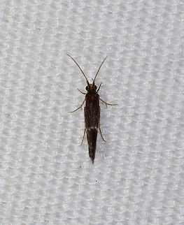 Saddle Case-Maker Caddisfly - Order Trichoptera, Family Glossosomatidae, Subfamily Protoptilinae There were 100's at my lights last night.

Habitat: Attracted to a 365 + 395 nm LED light in a semi-rural area.

https://www.jungledragon.com/image/120798/caddisfly_-_trichoptera.html

From a  different night:
https://www.jungledragon.com/image/121053/saddle_case-maker_caddisflies_-_order_trichoptera_family_glossosomatidae_subfamily_protoptilinae.html
https://www.jungledragon.com/image/121232/saddle_case-maker_caddisflies_-_order_trichoptera_family_glossosomatidae_subfamily_protoptilinae.html Geotagged,Glossosomatidae,Protoptilinae,Saddle Case-Maker,Saddle Case-Maker Caddisfly,Summer,Trichoptera,United States,caddisfly