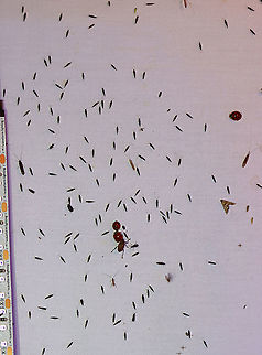 Saddle Case-Maker Caddisflies - Order Trichoptera, Family Glossosomatidae, Subfamily Protoptilinae There were 100's at my lights last night.

Habitat: Attracted to a 365 + 395 nm LED light in a semi-rural area.
https://www.jungledragon.com/image/120797/caddisfly_-_trichoptera.html

From a  different night:
https://www.jungledragon.com/image/121053/saddle_case-maker_caddisflies_-_order_trichoptera_family_glossosomatidae_subfamily_protoptilinae.html
https://www.jungledragon.com/image/121232/saddle_case-maker_caddisflies_-_order_trichoptera_family_glossosomatidae_subfamily_protoptilinae.html Geotagged,Glossosomatidae,Protoptilinae,Saddle Case-Maker,Saddle Case-Maker Caddisfly,Summer,Trichoptera,United States,caddisfly