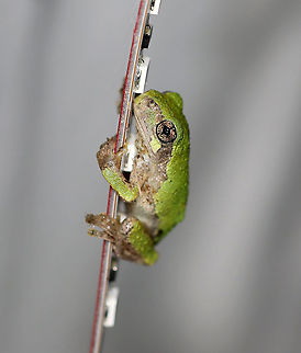 Gray Tree Frog - Hyla versicolor So cute! This frog was holding onto my LED light strip that I use to attract moths. The light strip is ~ 1 cm wide.

Habitat:  Attracted to the bugs that are attracted to a light in a semi-rural area
https://www.jungledragon.com/image/120800/gray_tree_frog_-_hyla_versicolor.html Geotagged,Gray treefrog,Hyla,Hyla versicolor,Summer,United States,frog,tree frog
