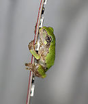 Gray Tree Frog - Hyla versicolor So cute! This frog was holding onto my LED light strip that I use to attract moths. The light strip is ~ 1 cm wide.<br />
<br />
Habitat: Attracted to the bugs that are attracted to a light in a semi-rural area<br />
https://www.jungledragon.com/image/120800/gray_tree_frog_-_hyla_versicolor.html Geotagged,Gray treefrog,Hyla,Hyla versicolor,Summer,United States,frog,tree frog