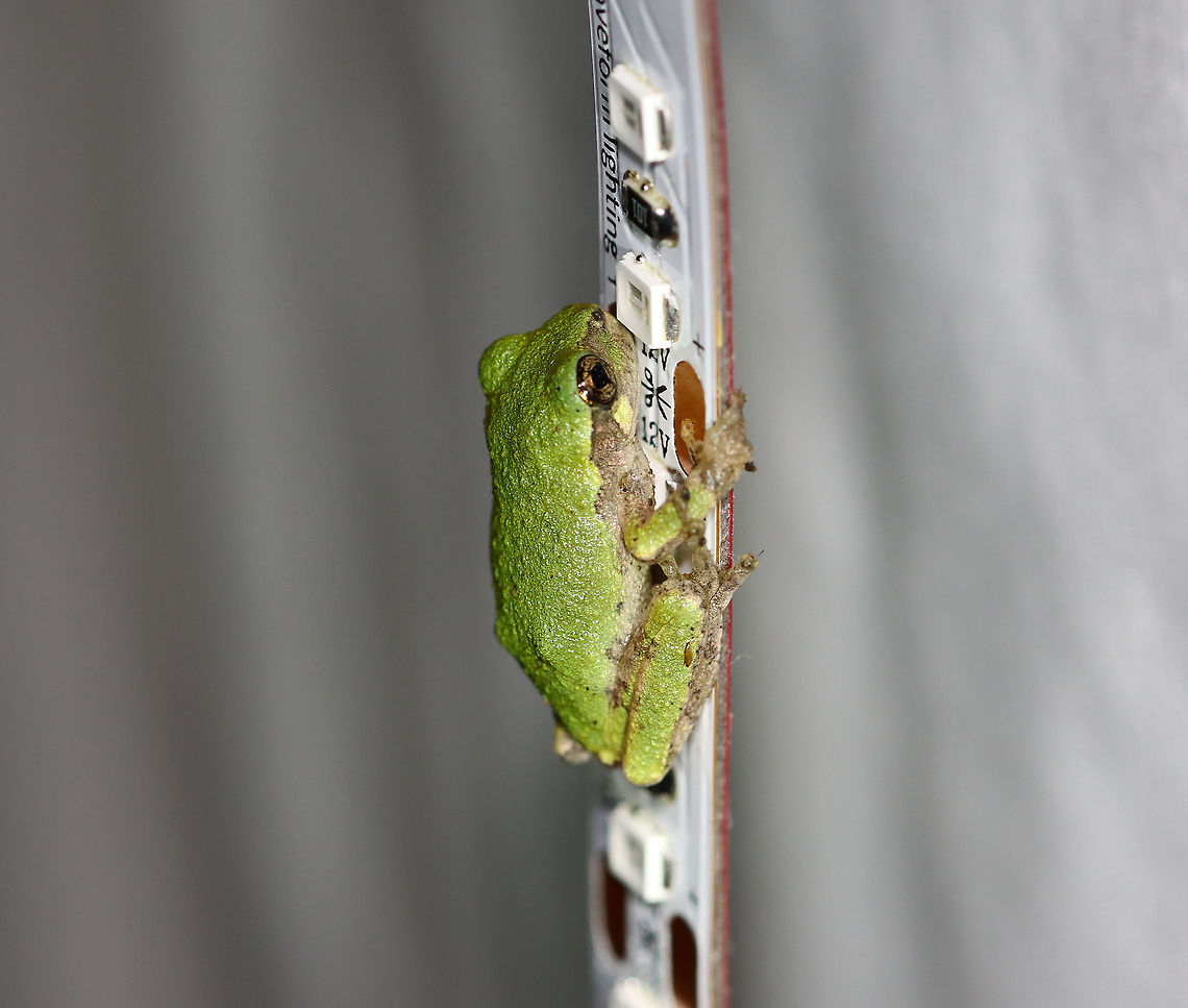 Gray Tree Frog - Hyla versicolor So cute! This frog was holding onto my LED light strip that I use to attract moths. The light strip is ~ 1 cm wide.<br />
<br />
Habitat:  Attracted to the bugs that are attracted to a light in a semi-rural area<br />
<figure class="photo"><a href="https://www.jungledragon.com/image/120799/gray_tree_frog_-_hyla_versicolor.html" title="Gray Tree Frog - Hyla versicolor"><img src="https://s3.amazonaws.com/media.jungledragon.com/images/3232/120799_thumb.jpg?AWSAccessKeyId=05GMT0V3GWVNE7GGM1R2&Expires=1767225610&Signature=mvlOJRsqOQFHkyhod7O1DrW1chE%3D" width="130" height="152" alt="Gray Tree Frog - Hyla versicolor So cute! This frog was holding onto my LED light strip that I use to attract moths. The light strip is ~ 1 cm wide.<br />
<br />
Habitat:  Attracted to the bugs that are attracted to a light in a semi-rural area<br />
https://www.jungledragon.com/image/120800/gray_tree_frog_-_hyla_versicolor.html Geotagged,Gray treefrog,Hyla,Hyla versicolor,Summer,United States,frog,tree frog" /></a></figure><br />
<br />
 Geotagged,Gray treefrog,Hyla,Hyla versicolor,Summer,United States,frog,tree frog