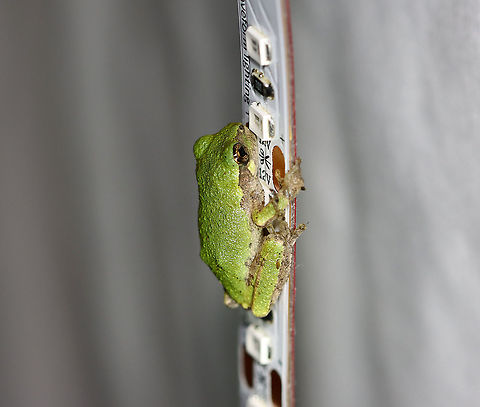 Gray Tree Frog - Hyla versicolor So cute! This frog was holding onto my LED light strip that I use to attract moths. The light strip is ~ 1 cm wide.

Habitat:  Attracted to the bugs that are attracted to a light in a semi-rural area
https://www.jungledragon.com/image/120799/gray_tree_frog_-_hyla_versicolor.html

 Geotagged,Gray treefrog,Hyla,Hyla versicolor,Summer,United States,frog,tree frog