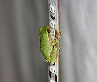 Gray Tree Frog - Hyla versicolor So cute! This frog was holding onto my LED light strip that I use to attract moths. The light strip is ~ 1 cm wide.<br />
<br />
Habitat:  Attracted to the bugs that are attracted to a light in a semi-rural area<br />
https://www.jungledragon.com/image/120799/gray_tree_frog_-_hyla_versicolor.html<br />
<br />
 Geotagged,Gray treefrog,Hyla,Hyla versicolor,Summer,United States,frog,tree frog