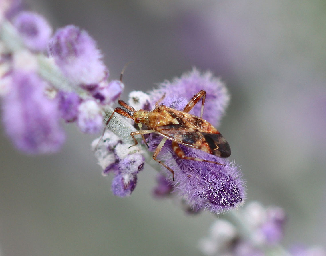 Clouded Plant Bug - Neurocolpus nubilus Habitat: Spotted on Russian sage (Perovskia atriplicifolia); garden Clouded Plant Bug,Geotagged,Miridae,Neurocolpus,Neurocolpus nubilus,Summer,United States,bug,plant bug