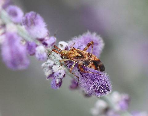 Clouded Plant Bug - Neurocolpus nubilus Habitat: Spotted on Russian sage (Perovskia atriplicifolia); garden Clouded Plant Bug,Geotagged,Miridae,Neurocolpus,Neurocolpus nubilus,Summer,United States,bug,plant bug