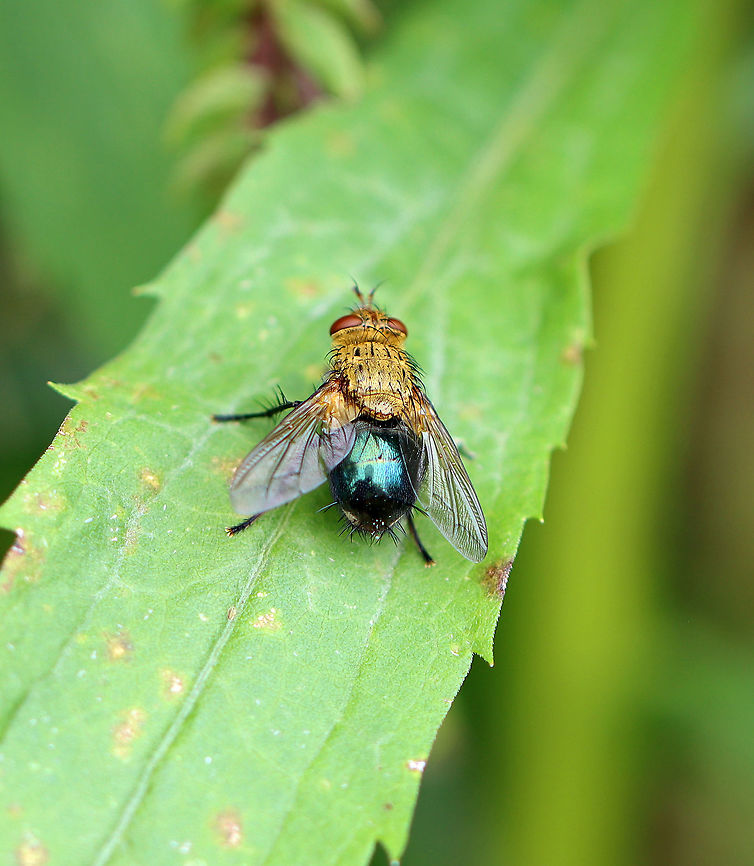 Tachinid Fly - Archytas apicifer The larvae of this species are parasitoids of noctuid moths.<br />
<br />
Habitat: Goldenrod (Solidago sp.); meadow's edge Archytas,Archytas analis,Archytas analis complex,Archytas apicifer,Diptera,Geotagged,Summer,United States,fly,tachinid fly