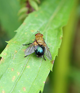 Tachinid Fly - Archytas apicifer The larvae of this species are parasitoids of noctuid moths.

Habitat: Goldenrod (Solidago sp.); meadow's edge Archytas,Archytas analis,Archytas analis complex,Archytas apicifer,Diptera,Geotagged,Summer,United States,fly,tachinid fly
