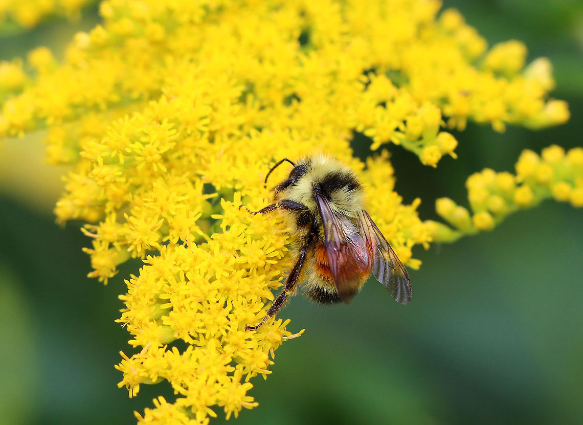 Tricolored Bumble Bee - Bombus ternarius Habitat: On goldenrod (Solidago sp.); meadow&#039;s edge Bombus,Bombus ternarius,Geotagged,Orange-belted bumblebee,Summer,Tricolored Bumble Bee,United States,bee,bumble bee,bumblebee