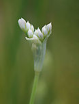 Garlic Chives - Allium tuberosum Grown for its culinary value, this plant has become naturalized in many areas.<br />
<br />
Habitat: Garden<br />
https://www.jungledragon.com/image/120950/garlic_chives_-_allium_tuberosum.html<br />
https://www.jungledragon.com/image/120952/garlic_chives_-_allium_tuberosum.html<br />
https://www.jungledragon.com/image/120951/garlic_chives_-_allium_tuberosum.html Allium tuberosum,Garlic Chives,Geotagged,Summer,United States