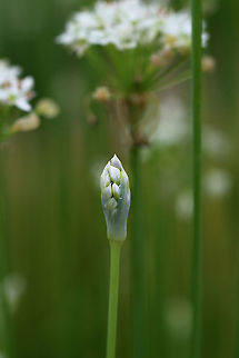 Garlic Chives - Allium tuberosum  Grown for its culinary value, this plant has become naturalized in many areas.

Habitat: Garden
https://www.jungledragon.com/image/120950/garlic_chives_-_allium_tuberosum.html
https://www.jungledragon.com/image/120952/garlic_chives_-_allium_tuberosum.html
https://www.jungledragon.com/image/120951/garlic_chives_-_allium_tuberosum.html Allium tuberosum,Garlic Chives,Geotagged,Summer,United States