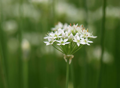 Garlic Chives - Allium tuberosum Grown for its culinary value, this plant has become naturalized in many areas.  

Habitat: Garden
https://www.jungledragon.com/image/120950/garlic_chives_-_allium_tuberosum.html
https://www.jungledragon.com/image/120952/garlic_chives_-_allium_tuberosum.html
https://www.jungledragon.com/image/120951/garlic_chives_-_allium_tuberosum.html Allium,Allium tuberosum,Chives,Garlic Chives,Geotagged,Summer,United States,onion