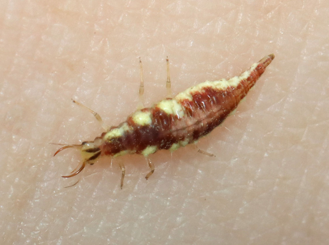 Lacewing Larva - Chrysoperla rufilabris Habitat: On goldenrod (Solidago sp.); meadow&#039;s edge<br />
<figure class="photo"><a href="https://www.jungledragon.com/image/120953/lacewing_larva_-_chrysoperla_rufilabris.html" title="Lacewing Larva - Chrysoperla rufilabris"><img src="https://s3.amazonaws.com/media.jungledragon.com/images/3232/120953_thumb.jpg?AWSAccessKeyId=05GMT0V3GWVNE7GGM1R2&Expires=1759968010&Signature=LJzm3wbMtDQxIbFb9C2CJE1qcFE%3D" width="200" height="150" alt="Lacewing Larva - Chrysoperla rufilabris Habitat: On goldenrod (Solidago sp.); meadow&#039;s edge<br />
https://www.jungledragon.com/image/120953/carnea-group_green_lacewing_larva_-_chrysoperla_carnea_complex.html<br />
https://www.jungledragon.com/image/120955/carnea-group_green_lacewing_larva_-_chrysoperla_carnea_complex.html<br />
https://www.jungledragon.com/image/120954/carnea-group_green_lacewing_larva_-_chrysoperla_carnea_complex.html Chrysoperla rufilabris,Geotagged,Summer,United States" /></a></figure><br />
<figure class="photo"><a href="https://www.jungledragon.com/image/120955/lacewing_larva_-_chrysoperla_rufilabris.html" title="Lacewing Larva -  Chrysoperla rufilabris"><img src="https://s3.amazonaws.com/media.jungledragon.com/images/3232/120955_thumb.jpg?AWSAccessKeyId=05GMT0V3GWVNE7GGM1R2&Expires=1759968010&Signature=XQMWkbTBzmRorin9xkQC%2B7%2FY7U0%3D" width="200" height="134" alt="Lacewing Larva -  Chrysoperla rufilabris Habitat: On goldenrod (Solidago sp.); meadow&#039;s edge<br />
https://www.jungledragon.com/image/120953/carnea-group_green_lacewing_larva_-_chrysoperla_carnea_complex.html<br />
https://www.jungledragon.com/image/120955/carnea-group_green_lacewing_larva_-_chrysoperla_carnea_complex.html<br />
https://www.jungledragon.com/image/120954/carnea-group_green_lacewing_larva_-_chrysoperla_carnea_complex.html Carnea-group Green Lacewing Larva,Chrysoperla,Chrysoperla carnea,Chrysoperla carnea complex,Chrysoperla larva,Chrysoperla rufilabris,Geotagged,Summer,United States,lacewing larva,larva" /></a></figure><br />
<figure class="photo"><a href="https://www.jungledragon.com/image/120954/lacewing_larva_-_chrysoperla_rufilabris.html" title="Lacewing Larva - Chrysoperla rufilabris"><img src="https://s3.amazonaws.com/media.jungledragon.com/images/3232/120954_thumb.jpg?AWSAccessKeyId=05GMT0V3GWVNE7GGM1R2&Expires=1759968010&Signature=W4Hjj4A7S%2B4v8jPTHLHGpSkLtTg%3D" width="200" height="166" alt="Lacewing Larva - Chrysoperla rufilabris Habitat: On goldenrod (Solidago sp.); meadow&#039;s edge<br />
https://www.jungledragon.com/image/120953/carnea-group_green_lacewing_larva_-_chrysoperla_carnea_complex.html<br />
https://www.jungledragon.com/image/120955/carnea-group_green_lacewing_larva_-_chrysoperla_carnea_complex.html<br />
https://www.jungledragon.com/image/120954/carnea-group_green_lacewing_larva_-_chrysoperla_carnea_complex.html Chrysoperla rufilabris,Geotagged,Summer,United States" /></a></figure> Chrysoperla rufilabris,Geotagged,Summer,United States
