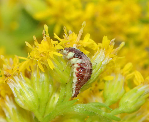 Lacewing Larva - Chrysoperla rufilabris Habitat: On goldenrod (Solidago sp.); meadow's edge
https://www.jungledragon.com/image/120953/carnea-group_green_lacewing_larva_-_chrysoperla_carnea_complex.html
https://www.jungledragon.com/image/120955/carnea-group_green_lacewing_larva_-_chrysoperla_carnea_complex.html
https://www.jungledragon.com/image/120954/carnea-group_green_lacewing_larva_-_chrysoperla_carnea_complex.html Chrysoperla rufilabris,Geotagged,Summer,United States