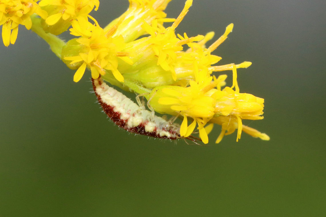 Lacewing Larva -  Chrysoperla rufilabris Habitat: On goldenrod (Solidago sp.); meadow&#039;s edge<br />
<figure class="photo"><a href="https://www.jungledragon.com/image/120953/lacewing_larva_-_chrysoperla_rufilabris.html" title="Lacewing Larva - Chrysoperla rufilabris"><img src="https://s3.amazonaws.com/media.jungledragon.com/images/3232/120953_thumb.jpg?AWSAccessKeyId=05GMT0V3GWVNE7GGM1R2&Expires=1759968010&Signature=LJzm3wbMtDQxIbFb9C2CJE1qcFE%3D" width="200" height="150" alt="Lacewing Larva - Chrysoperla rufilabris Habitat: On goldenrod (Solidago sp.); meadow&#039;s edge<br />
https://www.jungledragon.com/image/120953/carnea-group_green_lacewing_larva_-_chrysoperla_carnea_complex.html<br />
https://www.jungledragon.com/image/120955/carnea-group_green_lacewing_larva_-_chrysoperla_carnea_complex.html<br />
https://www.jungledragon.com/image/120954/carnea-group_green_lacewing_larva_-_chrysoperla_carnea_complex.html Chrysoperla rufilabris,Geotagged,Summer,United States" /></a></figure><br />
<figure class="photo"><a href="https://www.jungledragon.com/image/120955/lacewing_larva_-_chrysoperla_rufilabris.html" title="Lacewing Larva -  Chrysoperla rufilabris"><img src="https://s3.amazonaws.com/media.jungledragon.com/images/3232/120955_thumb.jpg?AWSAccessKeyId=05GMT0V3GWVNE7GGM1R2&Expires=1759968010&Signature=XQMWkbTBzmRorin9xkQC%2B7%2FY7U0%3D" width="200" height="134" alt="Lacewing Larva -  Chrysoperla rufilabris Habitat: On goldenrod (Solidago sp.); meadow&#039;s edge<br />
https://www.jungledragon.com/image/120953/carnea-group_green_lacewing_larva_-_chrysoperla_carnea_complex.html<br />
https://www.jungledragon.com/image/120955/carnea-group_green_lacewing_larva_-_chrysoperla_carnea_complex.html<br />
https://www.jungledragon.com/image/120954/carnea-group_green_lacewing_larva_-_chrysoperla_carnea_complex.html Carnea-group Green Lacewing Larva,Chrysoperla,Chrysoperla carnea,Chrysoperla carnea complex,Chrysoperla larva,Chrysoperla rufilabris,Geotagged,Summer,United States,lacewing larva,larva" /></a></figure><br />
<figure class="photo"><a href="https://www.jungledragon.com/image/120954/lacewing_larva_-_chrysoperla_rufilabris.html" title="Lacewing Larva - Chrysoperla rufilabris"><img src="https://s3.amazonaws.com/media.jungledragon.com/images/3232/120954_thumb.jpg?AWSAccessKeyId=05GMT0V3GWVNE7GGM1R2&Expires=1759968010&Signature=W4Hjj4A7S%2B4v8jPTHLHGpSkLtTg%3D" width="200" height="166" alt="Lacewing Larva - Chrysoperla rufilabris Habitat: On goldenrod (Solidago sp.); meadow&#039;s edge<br />
https://www.jungledragon.com/image/120953/carnea-group_green_lacewing_larva_-_chrysoperla_carnea_complex.html<br />
https://www.jungledragon.com/image/120955/carnea-group_green_lacewing_larva_-_chrysoperla_carnea_complex.html<br />
https://www.jungledragon.com/image/120954/carnea-group_green_lacewing_larva_-_chrysoperla_carnea_complex.html Chrysoperla rufilabris,Geotagged,Summer,United States" /></a></figure> Carnea-group Green Lacewing Larva,Chrysoperla,Chrysoperla carnea,Chrysoperla carnea complex,Chrysoperla larva,Chrysoperla rufilabris,Geotagged,Summer,United States,lacewing larva,larva