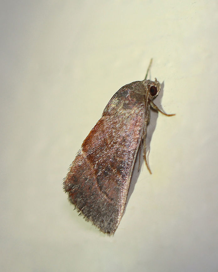 Wedgling Moth - Galgula partita Habitat: Attracted to a 365 nm LED light in a semi-rural area<br />
<br />
2021(186)<br />
 Galgula,Galgula partita,Geotagged,Noctuidae,Summer,United States,Wedgling Moth,moth