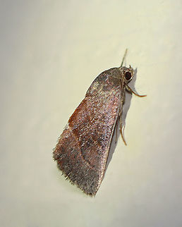 Wedgling Moth - Galgula partita Habitat: Attracted to a 365 nm LED light in a semi-rural area

2021(186)
 Galgula,Galgula partita,Geotagged,Noctuidae,Summer,United States,Wedgling Moth,moth