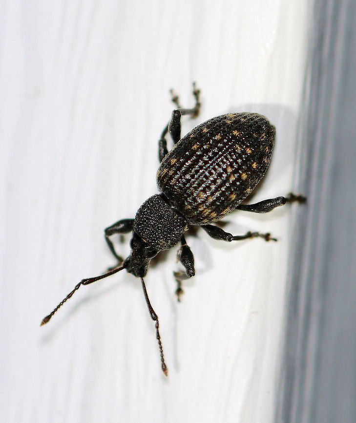 Black Vine Weevil - Otiorhynchus sulcatus This species is parthenogenetic over most of its range. <br />
<br />
Habitat: Attracted to a light; semi-rural area Black vine weevil,Curculionidae,Geotagged,Otiorhynchus,Otiorhynchus sulcatus,Summer,United States,beetle,parthenogenesis,thelytoky,weevil
