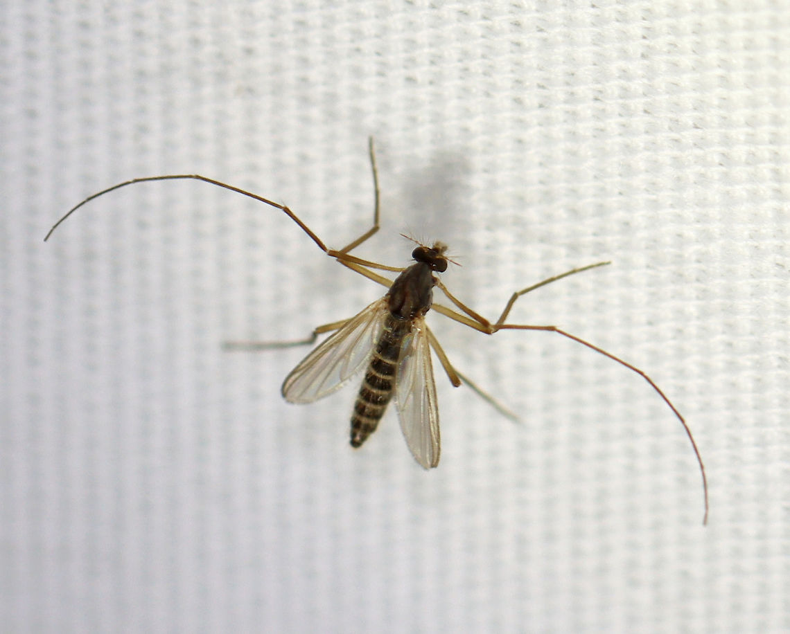 Midge - Chironomidae Habitat: Attracted to a 365 nm LED light; semi-rural area Chironomidae,Geotagged,Summer,United States,diptera,fly,midge