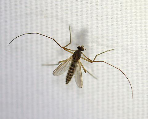 Midge - Chironomidae Habitat: Attracted to a 365 nm LED light; semi-rural area Chironomidae,Geotagged,Summer,United States,diptera,fly,midge